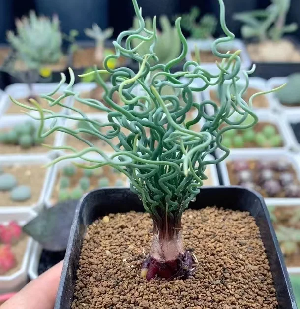 plant Aeonium Echeveria Haworthia  Caudex  Lithops Cactus  Agave 