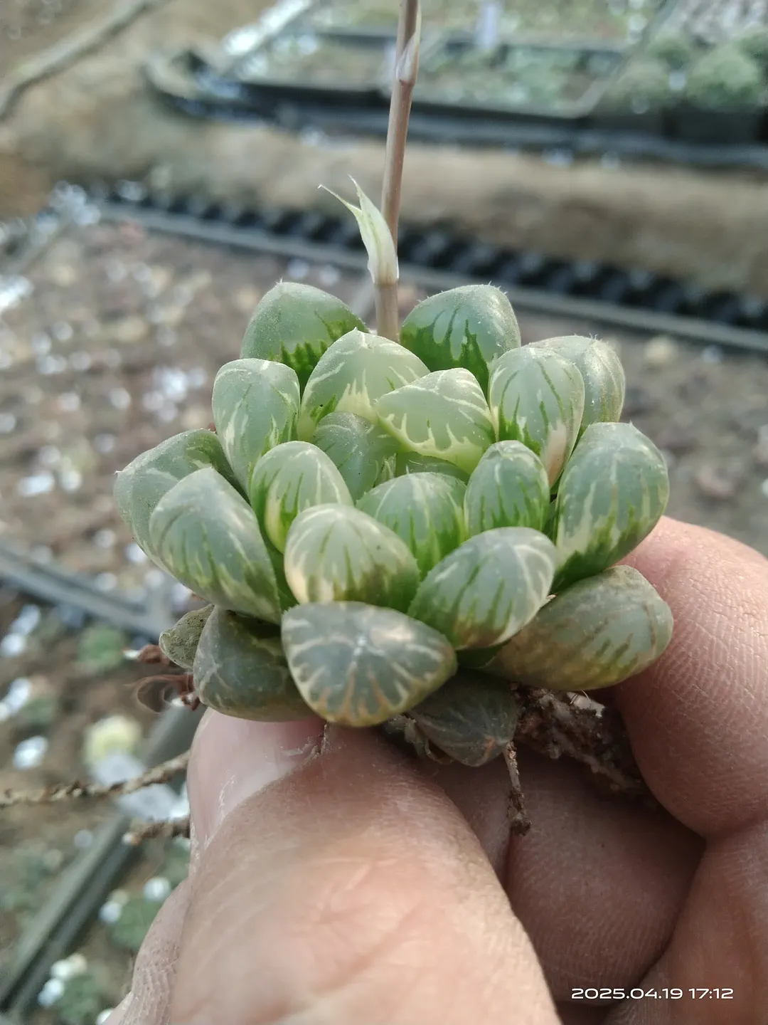 plant Aeonium Echeveria Haworthia  Caudex  Lithops Cactus  Agave 