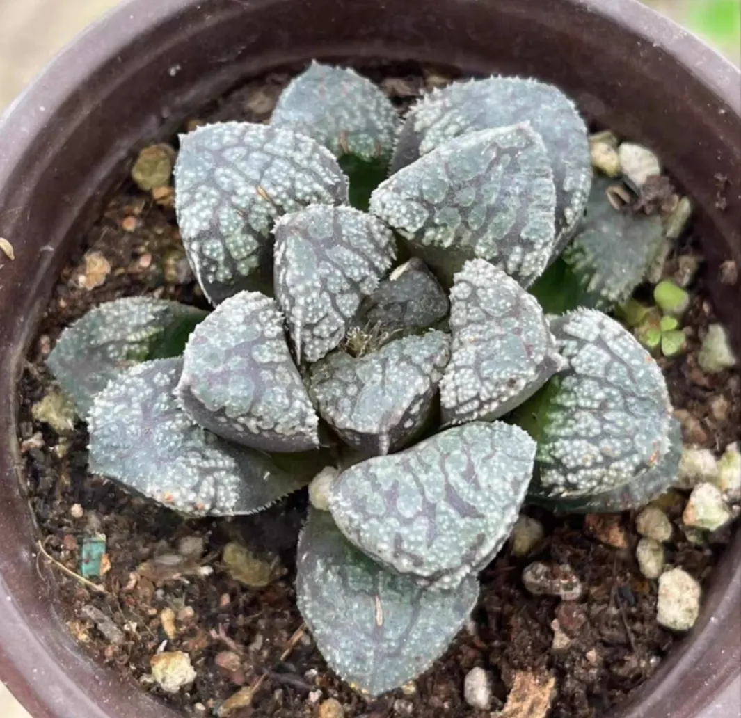 plant Aeonium Echeveria Haworthia  Caudex  Lithops Cactus  Agave 