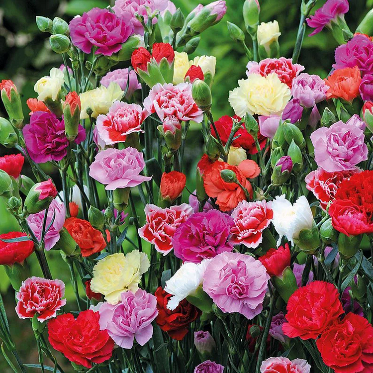 Carnation Chabaud Mix 10 Colors Dianthus Seeds