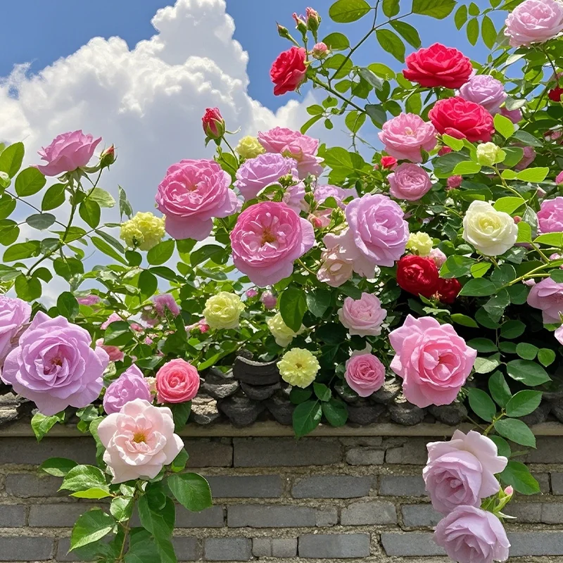 💐Five Color Roses - Climbing Rose🌹