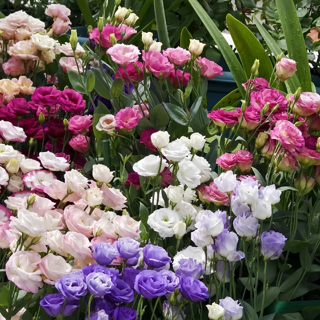 Premium Lisianthus Seeds – Grow Elegant, Long-Lasting Blooms in Your Garden