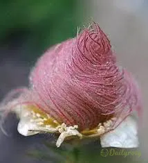 Prairie Smoke Flower Seeds