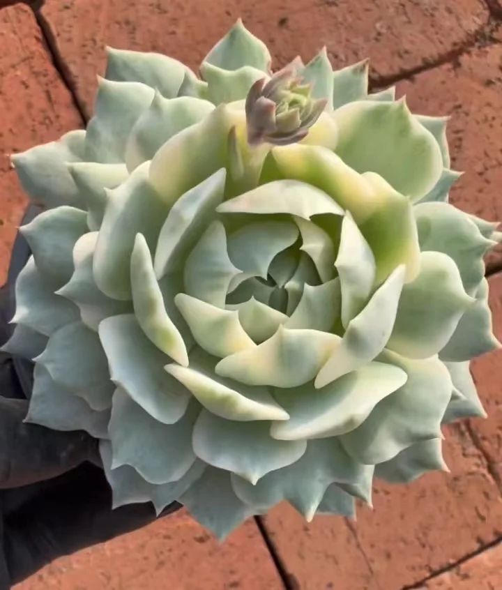 plant Aeonium Echeveria Haworthia  Caudex  Lithops Cactus  Agave 