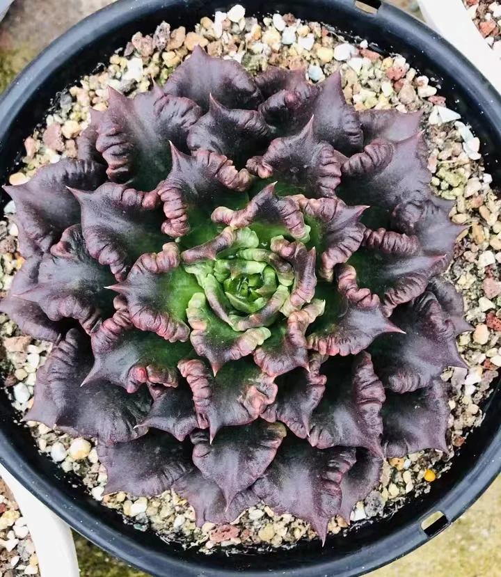 695 .   black dumpling skin  single head   5-6 cm   / Echeveria / Succulent plants / Garden landscape / Carefully select healthy plants