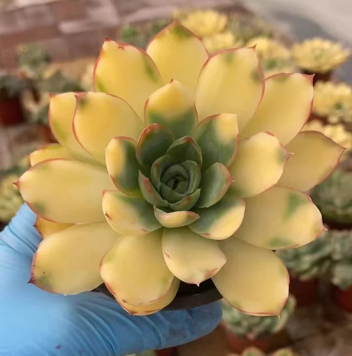 plant Aeonium Echeveria Haworthia  Caudex  Lithops Cactus  Agave 