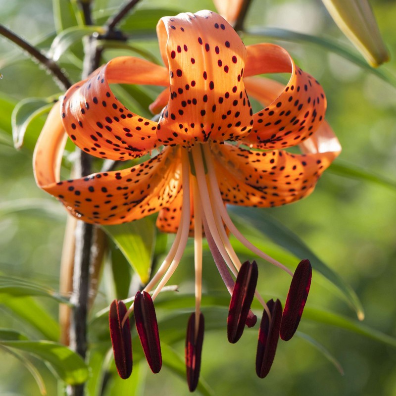 Old-Favorite Tiger Lily Bulbs Jonyparkseed®