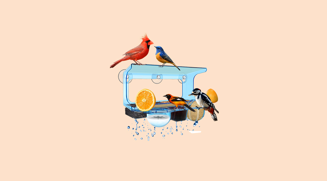 Bird Seed Feeder