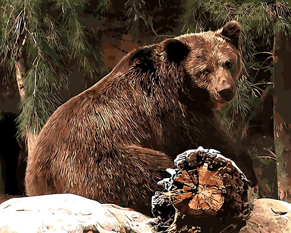 

Bear in the forest – Paint By Numbers - 40*50CM, 501 Original