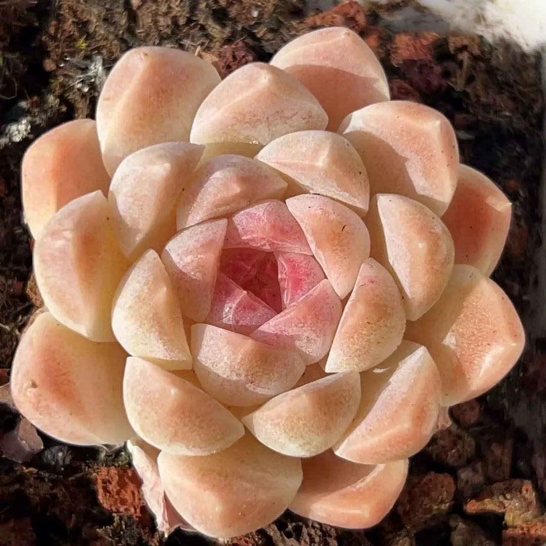plant Aeonium Echeveria Haworthia  Caudex  Lithops Cactus  Agave 