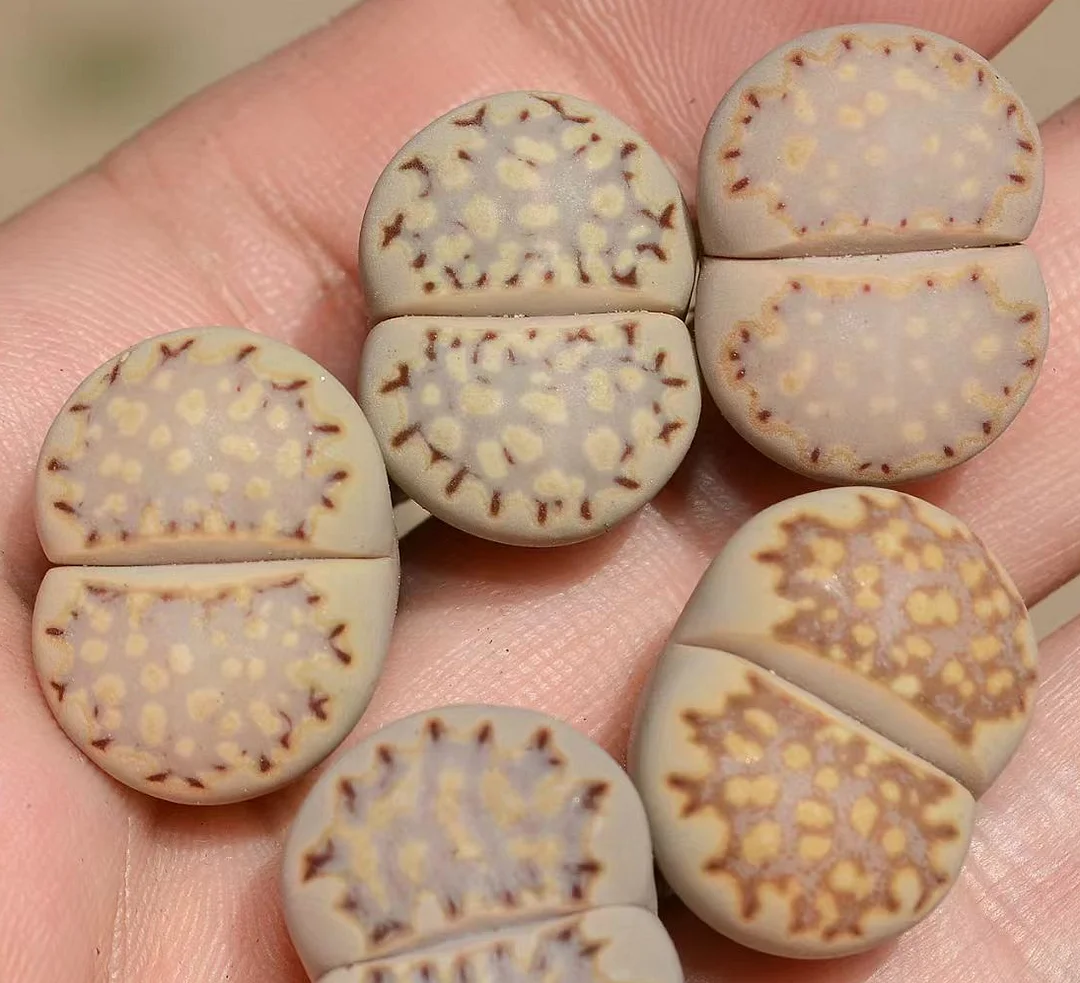 plant Aeonium Echeveria Haworthia  Caudex  Lithops Cactus  Agave 