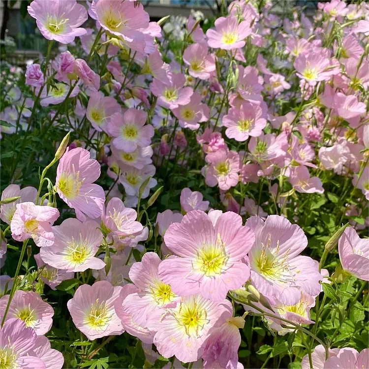 Last Day Promotion 60% OFF🌙Evening Primrose Seeds(98% Germination)⚡Buy 2 Get Free Shipping