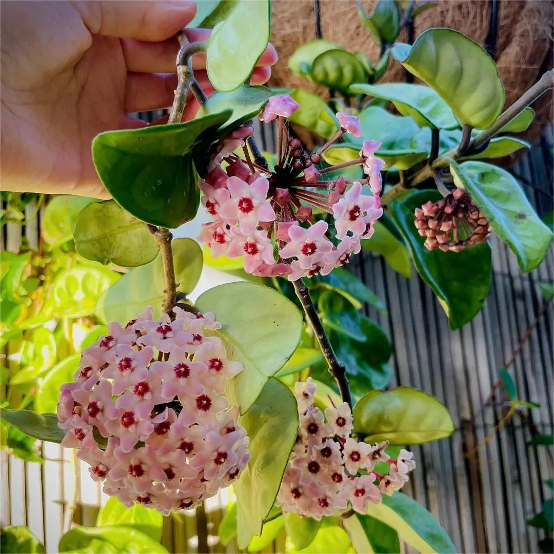 Hoya Seeds - Stars falling from the sky✨