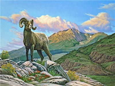 

Bighorn Sheep – Paint By Numbers - 40*50CM, 501 Original