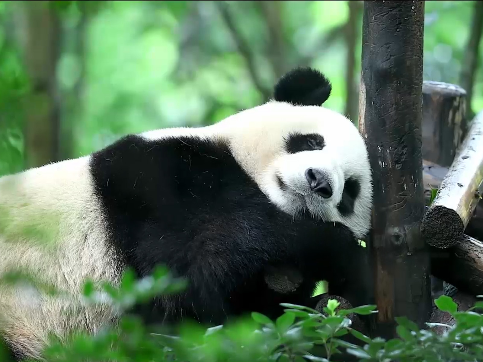 6-Day Tour Dujiangyan, Qingcheng Mountain, Chengdu Panda Base and More