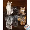 Cats- Round/Square AB Drills Diamond Painting(45*55cm)