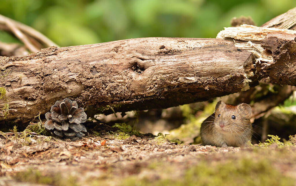 Bank Vole Wildlife 12x8 inch print picture