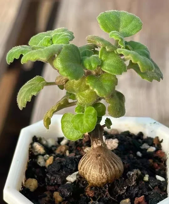 plant Aeonium Echeveria Haworthia  Caudex  Lithops Cactus  Agave 