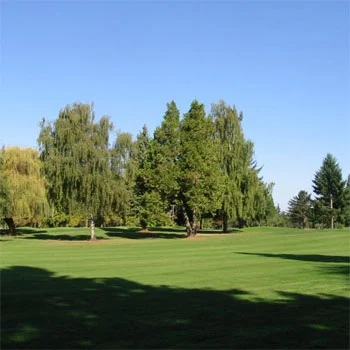 Kentucky Bluegrass - Supreme