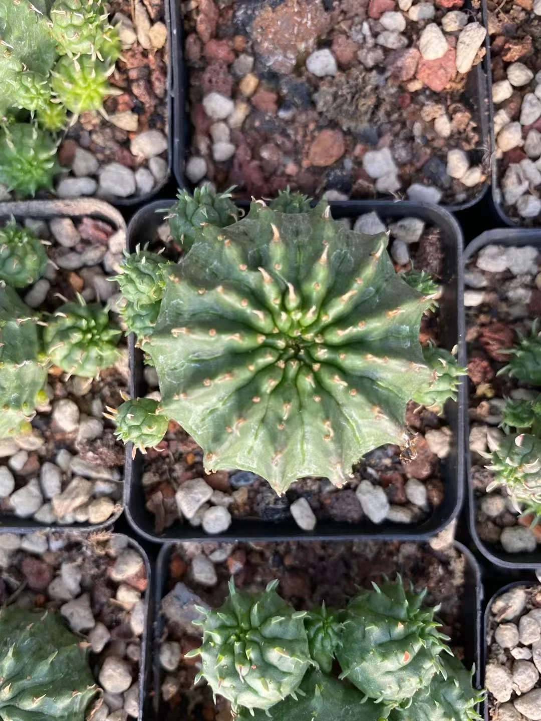 plant Aeonium Echeveria Haworthia  Caudex  Lithops Cactus  Agave 