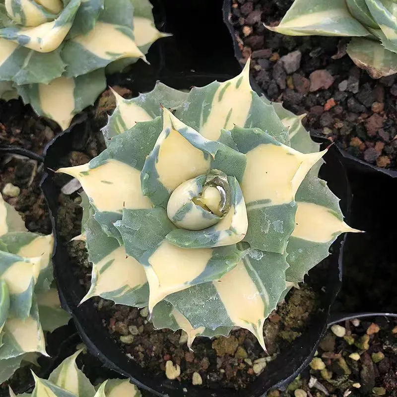 plant Aeonium Echeveria Haworthia  Caudex  Lithops Cactus  Agave 