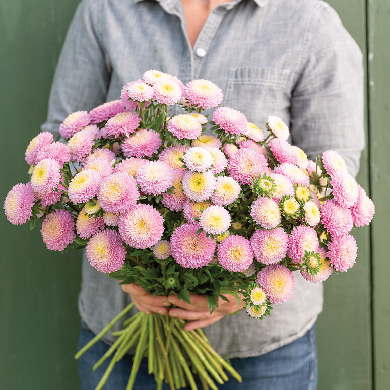 Aster China Matsumoto Pink Flower | X 50 seeds