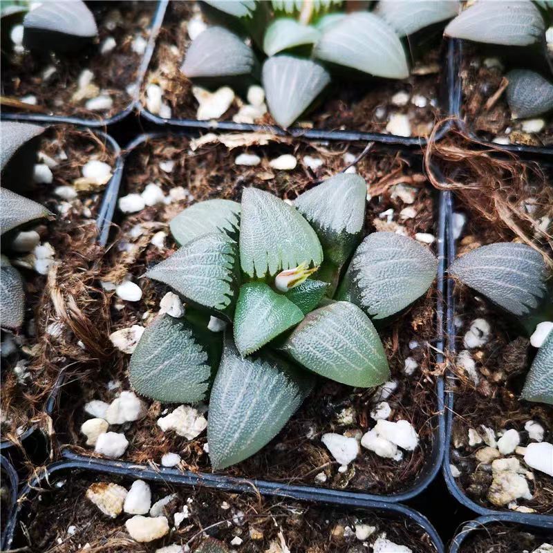 bjbm52.Haworthia SucculentFurniture Home Living 5-6cm / Haworthia/ Succulent plants / Garden landscape / Carefully select healthy plants
