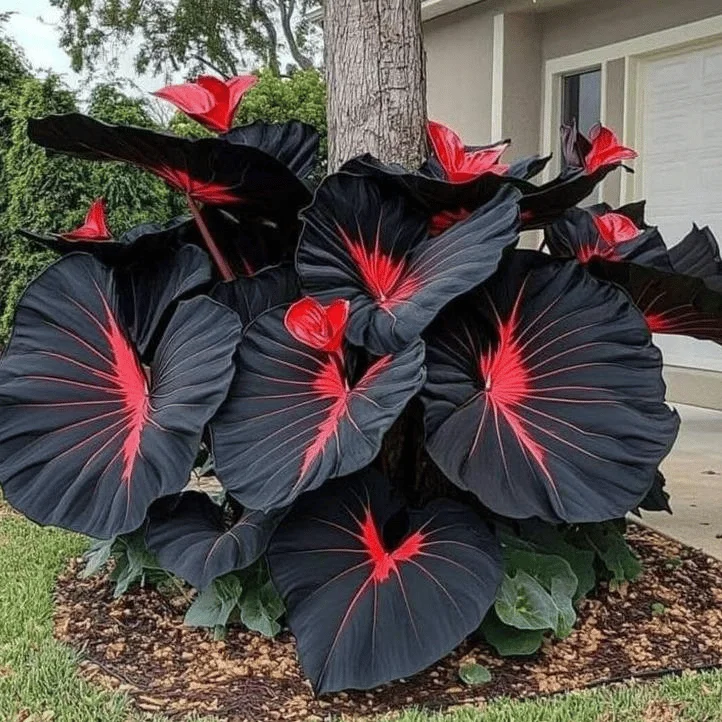 🎁2025 Special Offer🍃 Black Red Hosta Seeds🌿