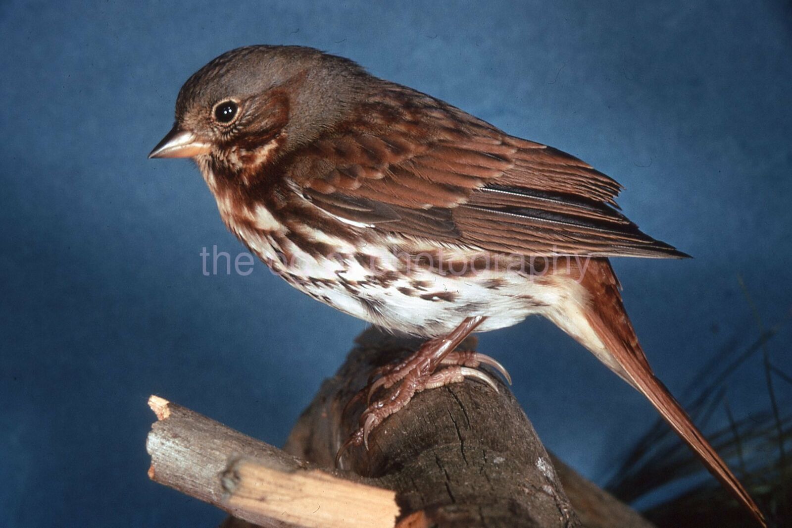 FOX SPARROW 35mm FOUND BIRD SLIDE Vintage COLOR Photo Poster painting 15 T 14 K