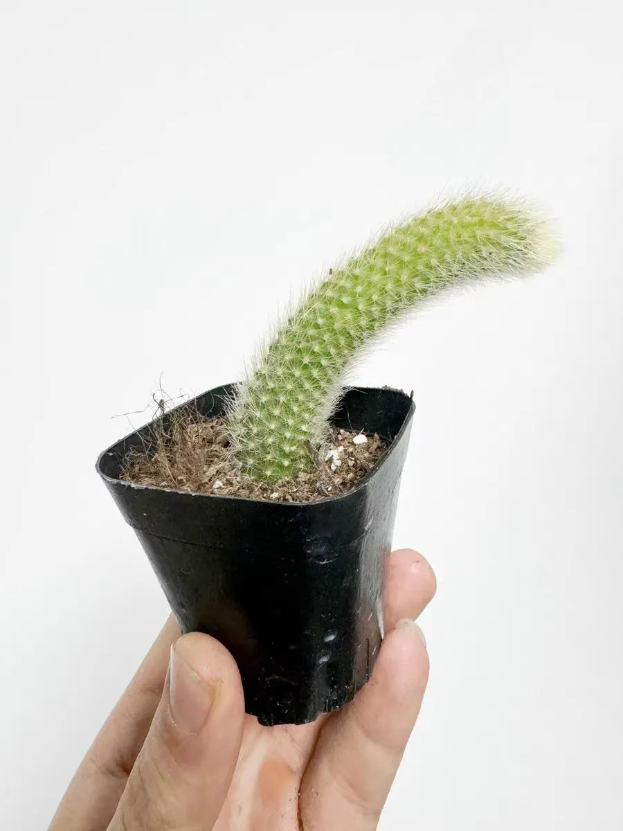 plant Aeonium Echeveria Haworthia  Caudex  Lithops Cactus  Agave 