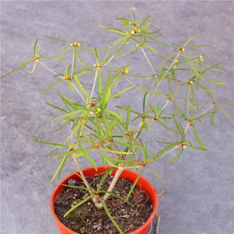 plant Aeonium Echeveria Haworthia  Caudex  Lithops Cactus  Agave 