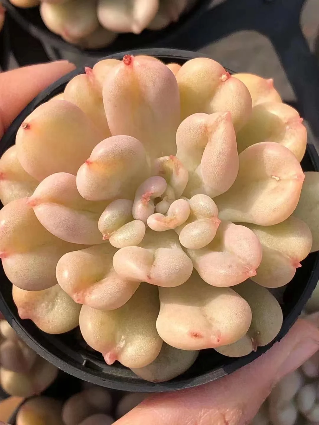 plant Aeonium Echeveria Haworthia  Caudex  Lithops Cactus  Agave 