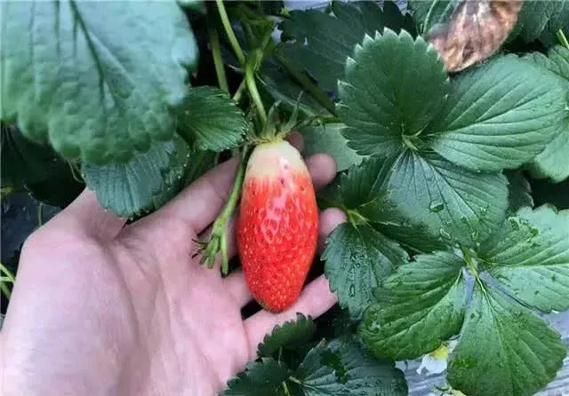 Super Sweet Chili-Shaped Strawberry Seeds🍓