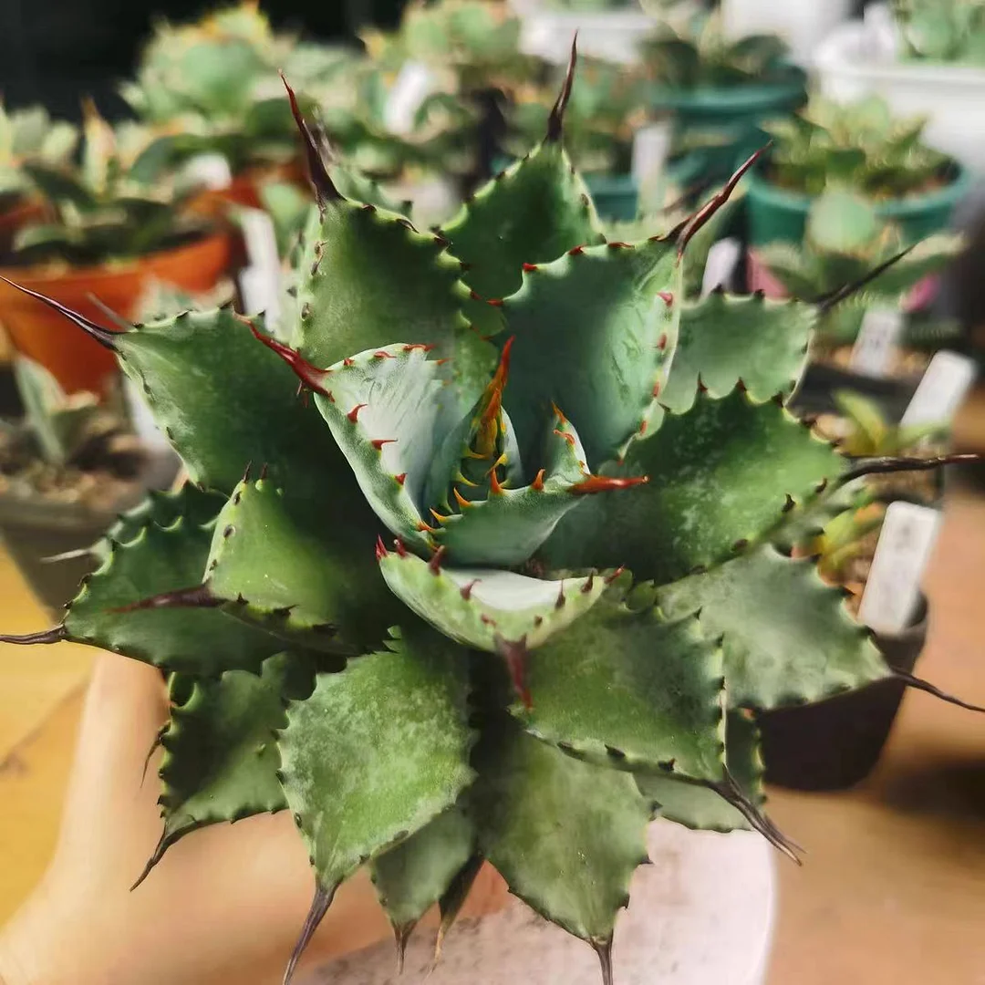 fk30.Agave macroacantha potatorum 12cm/Agave plants / Succulent plants / Garden landscape / Carefully select healthy plants