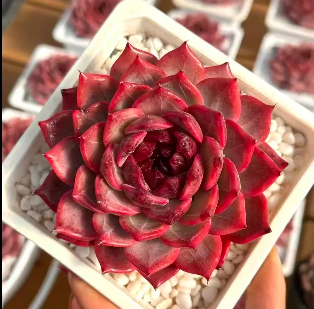 plant Aeonium Echeveria Haworthia  Caudex  Lithops Cactus  Agave 