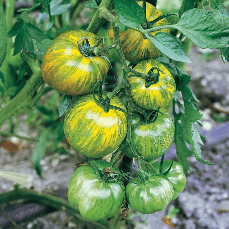 Green Zebra Tomato Seeds - Open Pollinated, Non GMO 20 seeds/pack