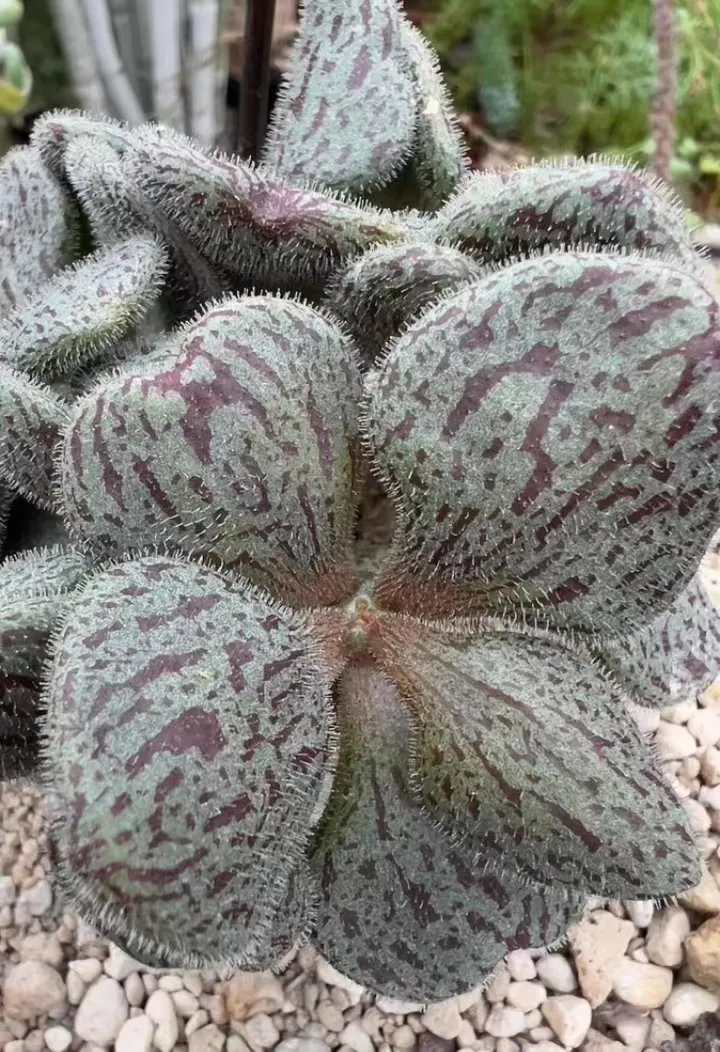 plant Aeonium Echeveria Haworthia  Caudex  Lithops Cactus  Agave 