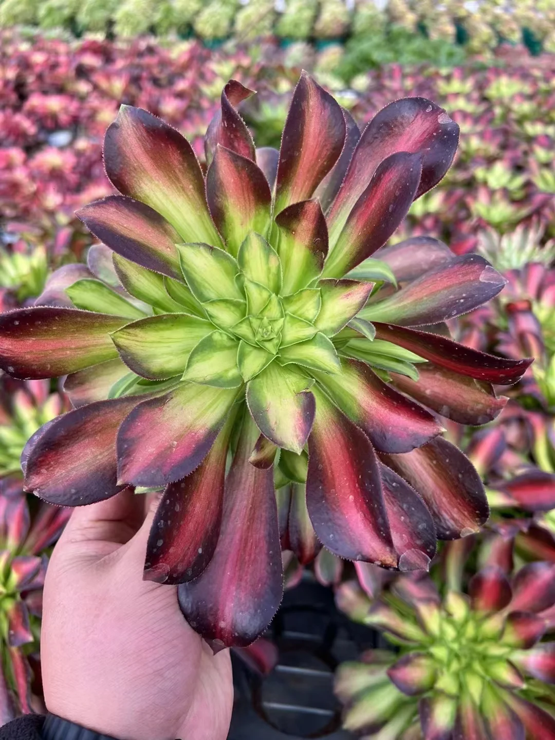 236. Shao hua.  single head and cutting / Aeonium plants / Garden landscape / Carefully select healthy plants