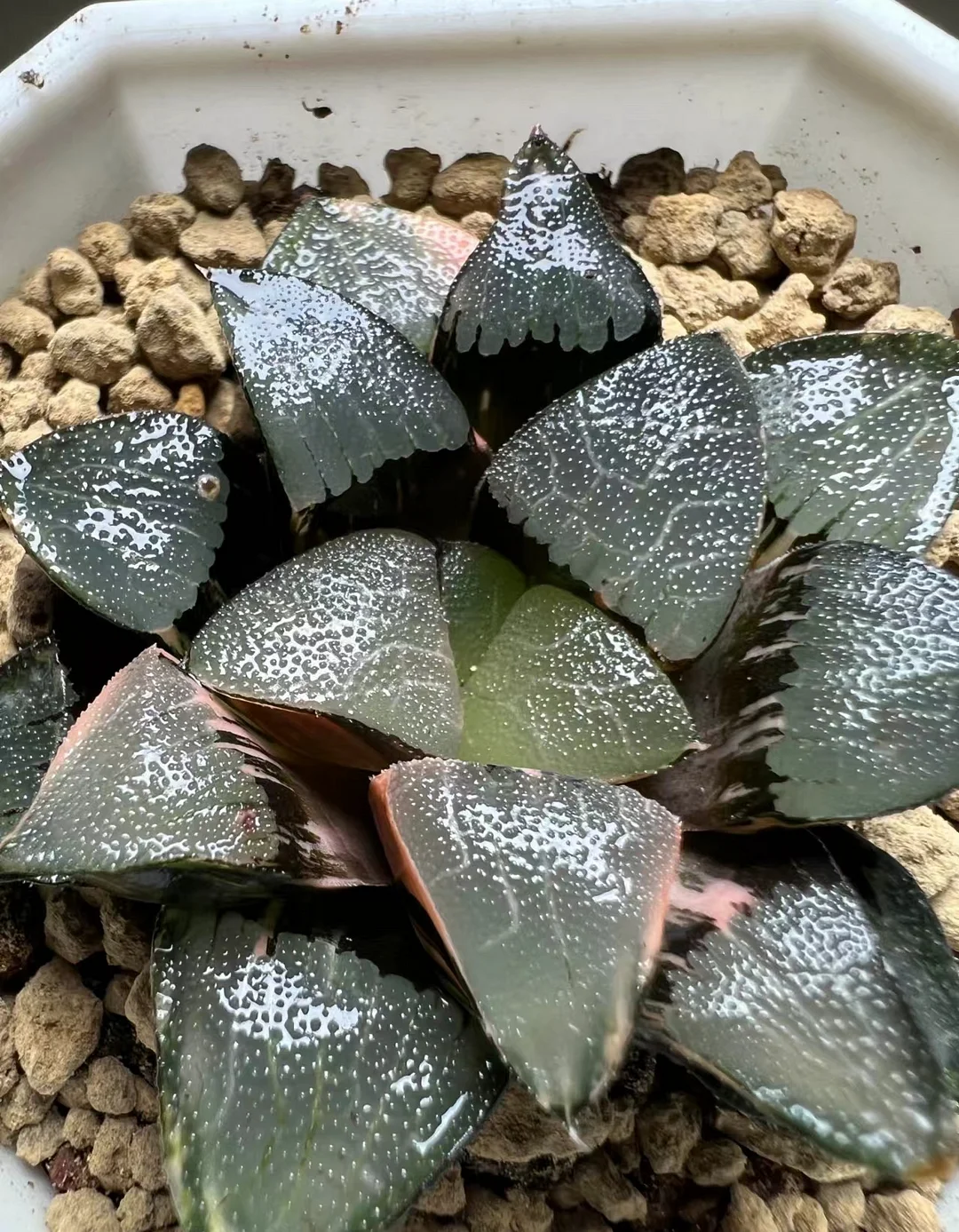 plant Aeonium Echeveria Haworthia  Caudex  Lithops Cactus  Agave 