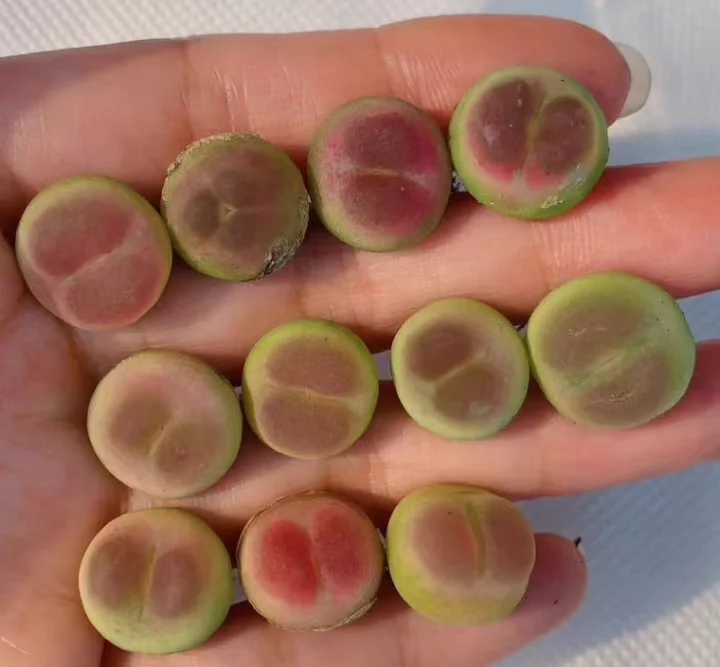 plant Aeonium Echeveria Haworthia  Caudex  Lithops Cactus  Agave 