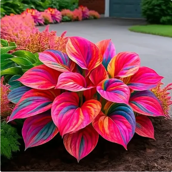 Rate Hosta 🍃Rare Hosta Seeds🌿Survival rate of up to 95%
