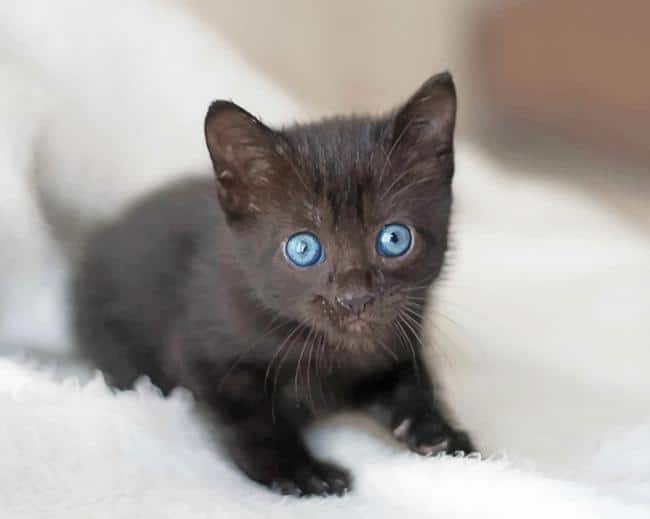 

Cute Baby Cat With Blue Eyes – Paint By Numbers - 40*50CM, 501 Original