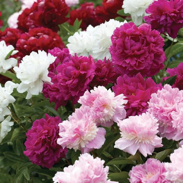 Peonies Double Collection Jonyparkseed®