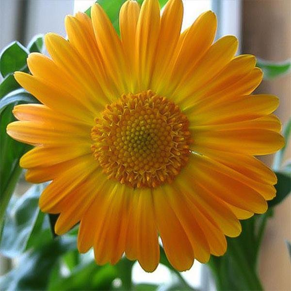 Golden yellow gerbera flower seeds, sun flower