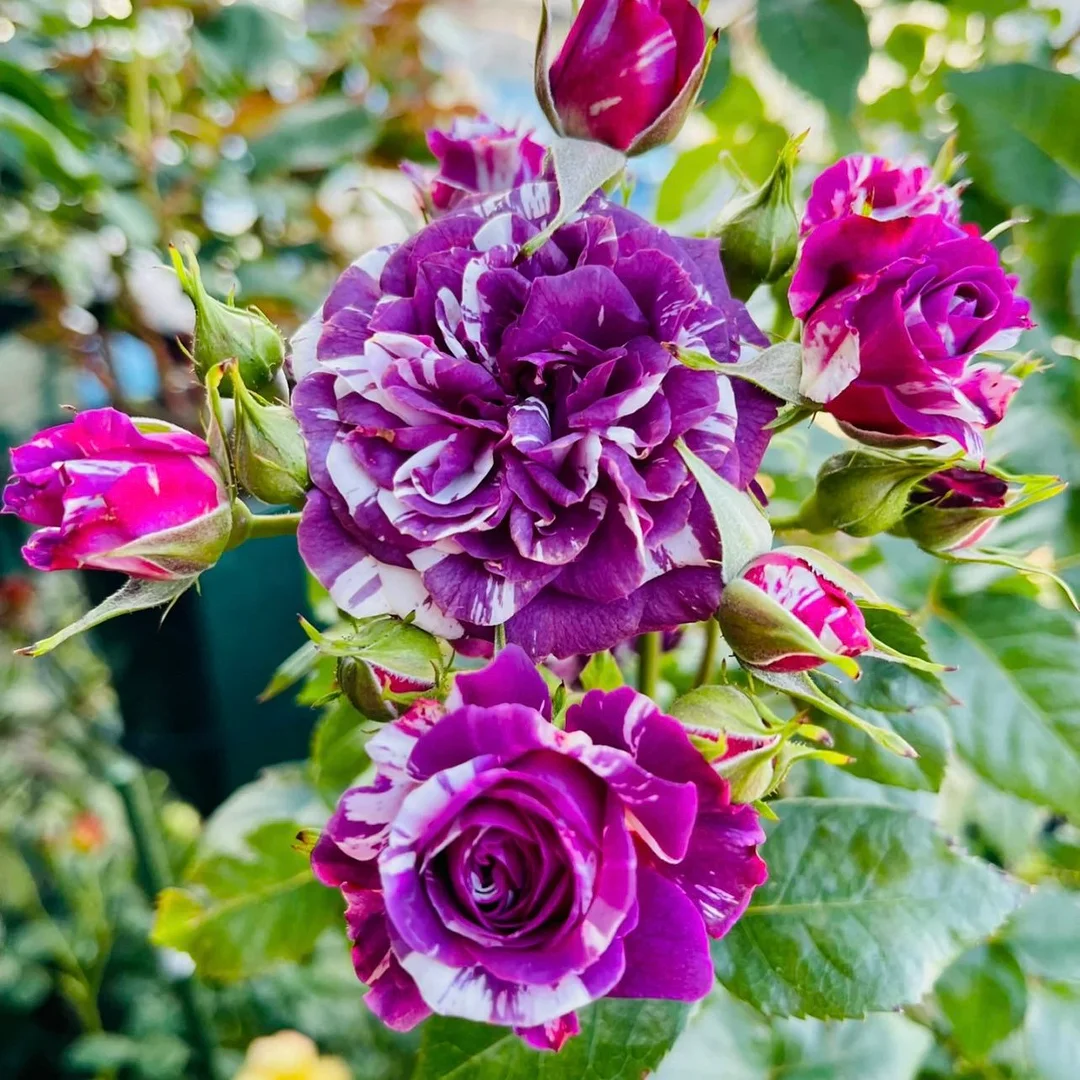 Rose “Scented Jewel