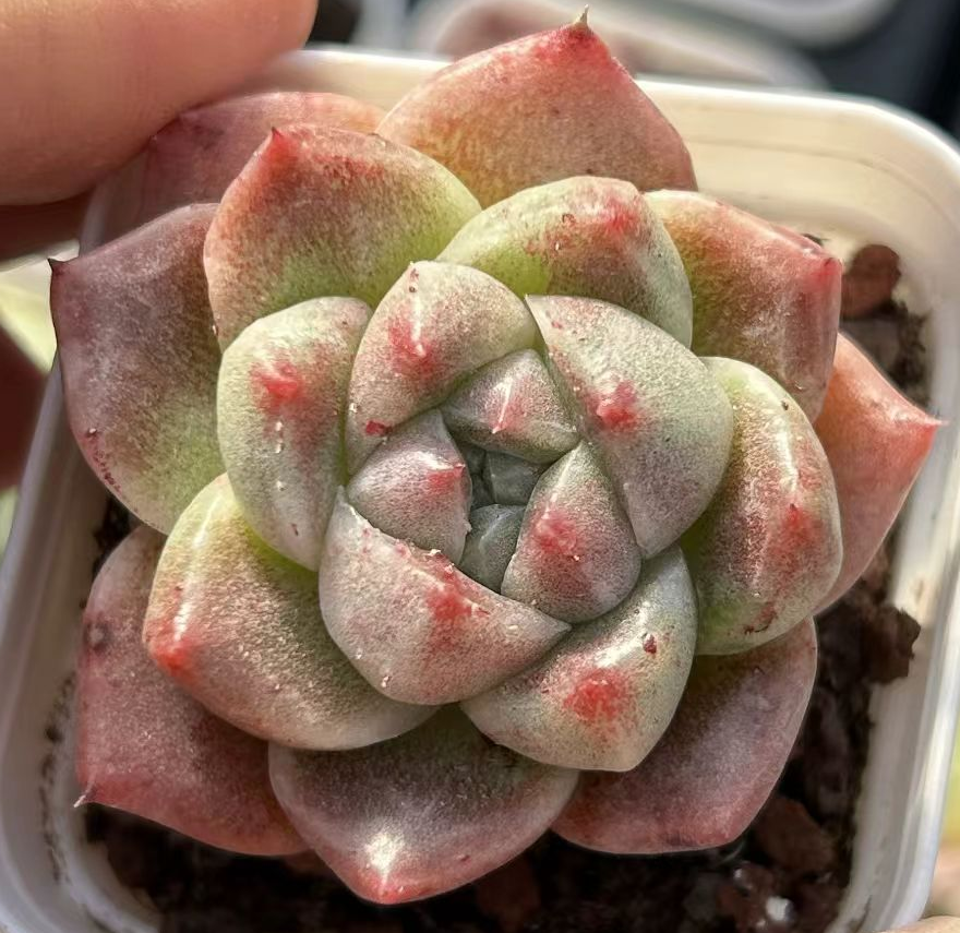  116. Greenlam var.  single head 4-5cm/ Echeveria  / Succulent plants / Garden landscape / Carefully select healthy plants