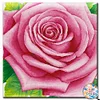 Rose Flower- Round/Square AB Drills Diamond Painting(50x50cm)