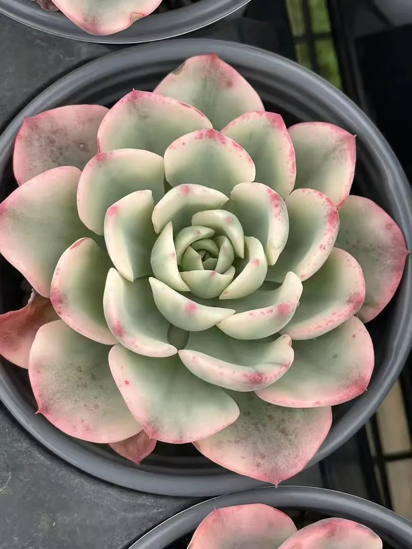 plant Aeonium Echeveria Haworthia  Caudex  Lithops Cactus  Agave 
