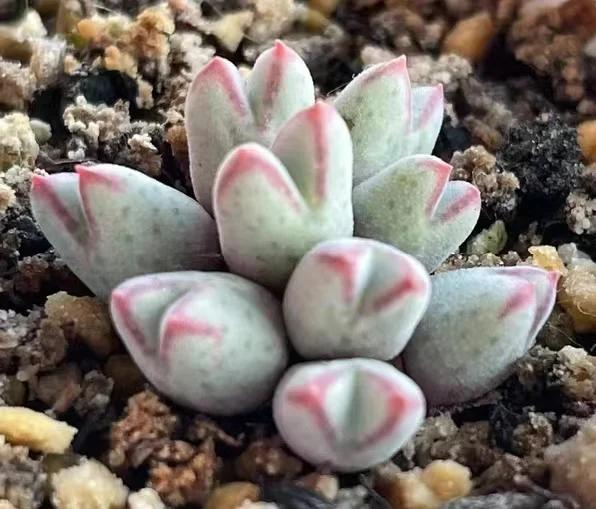 plant Aeonium Echeveria Haworthia  Caudex  Lithops Cactus  Agave 