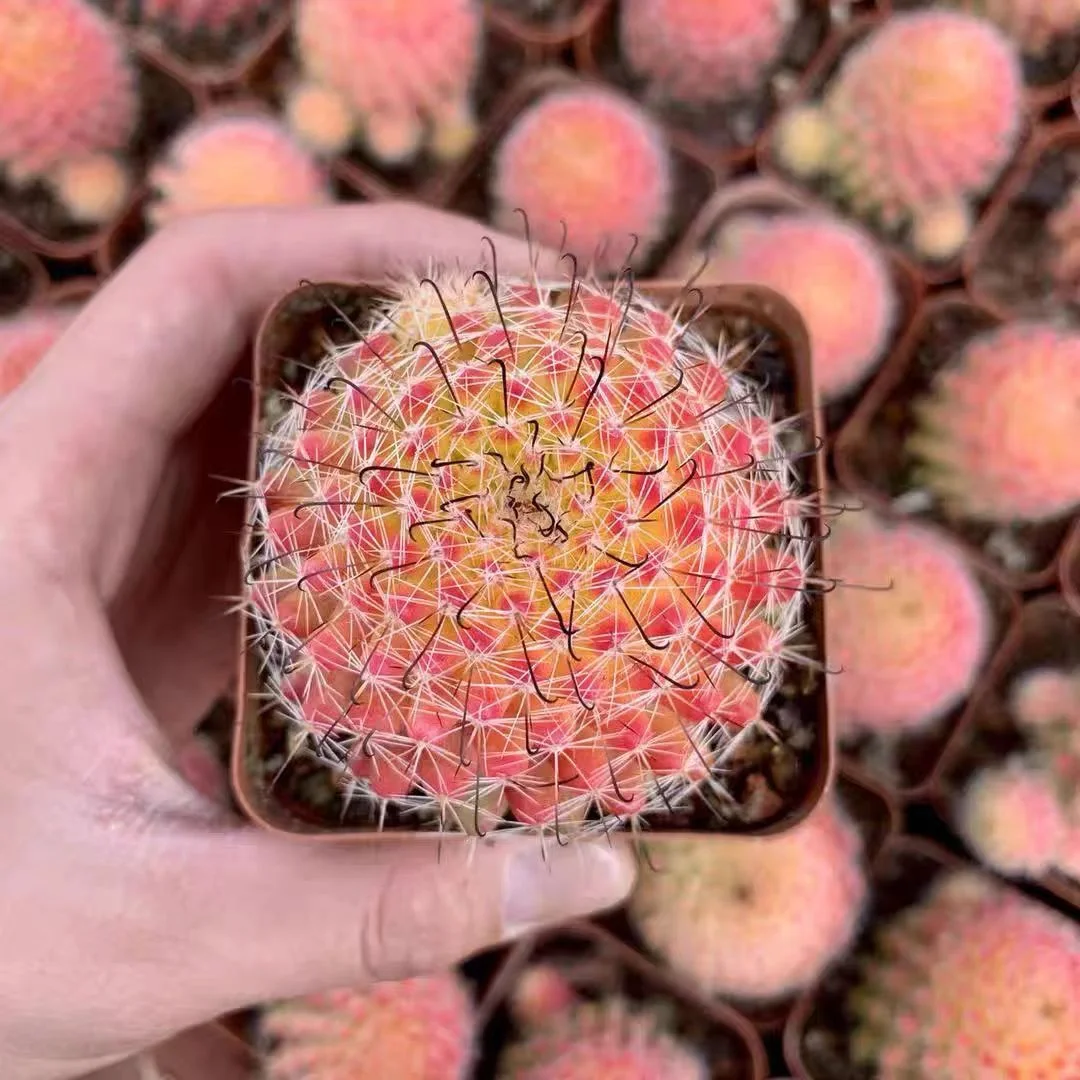 plant Aeonium Echeveria Haworthia  Caudex  Lithops Cactus  Agave 